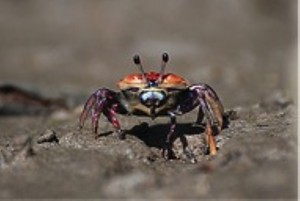 One of the creatures that might be encountered on the Four Seasons Resort Langkawi in Malaysia's new family-friendly Mangroves & Eagles Safari through the dramatic Kilim Karst, Southeast Asia's first UNESCO Geopark