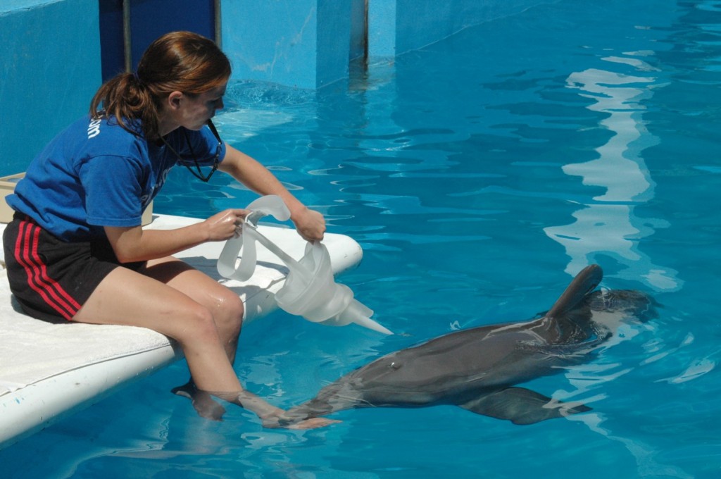 The dolphin Winter, made famous for the breakthrough rehabilitative work that Clearwater Aquarium did to create a prosthetic tail that saved the dolphin's life, here in 2008 getting her prosthetic tail on, also saved the aquarium and its important work © 2014 Karen Rubin/news-photos-features.com