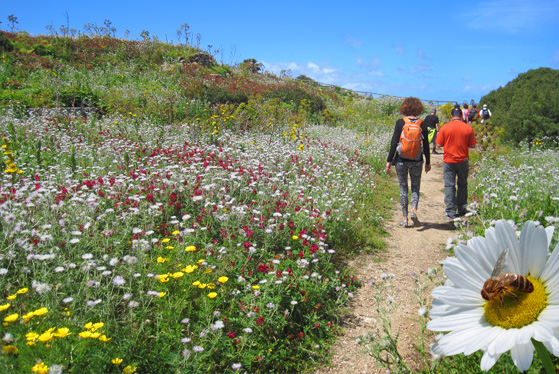 The Wayfarers Walking Vacations has released its Spring 2015 brochure, offering a sneak-preview of the full range of early season hiking tours across the globe.
