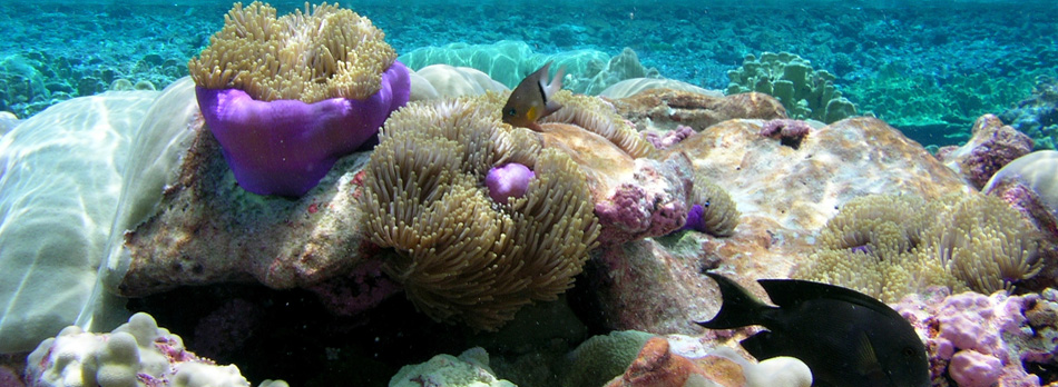 Heteractis Magnifica Isla Maxima tidepools at Pacific Remote Islands Marine National Monument. Obama signed a proclamation expanding the protected area to six times its size, becoming the largest marine reserve in the world (photo from FWS).
