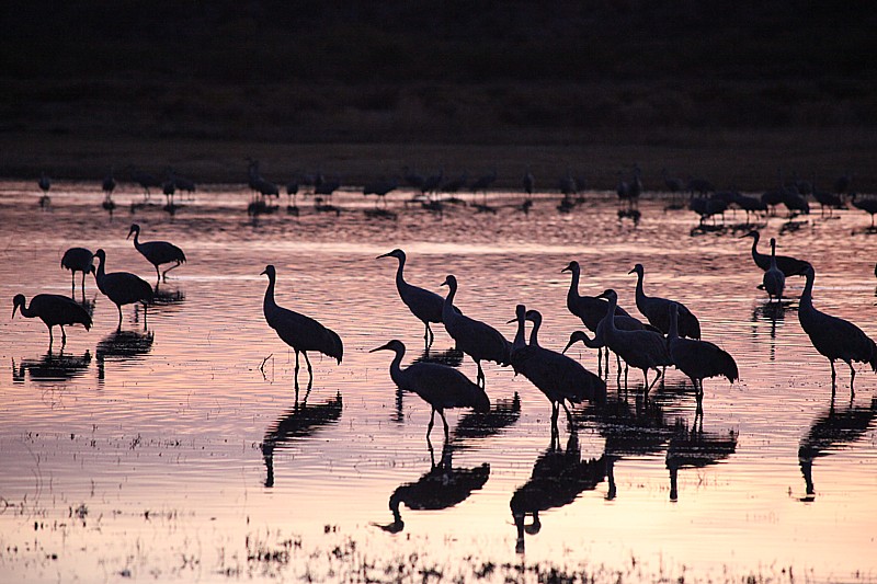 Cranes in the Water: Birding enthusiasts flock to Socorro, New Mexico’s Bosque del Apache National Wildlife Refuge for the annual Festival of the Cranes (photo by New Mexico Tourism Department).