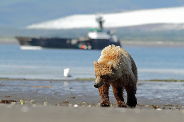 Natural Habitat Adventures has just announced its exclusive charter of a legendary vessel it has rechristened the M/V Natural Habitat Ursus, to take guests as close as possible in safety to the largest coastal grizzlies in the world.