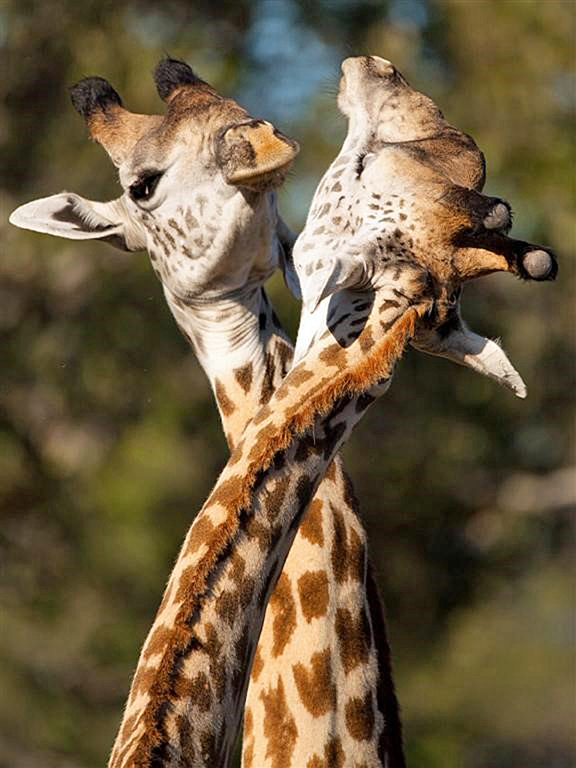 Nature’s Great Neckers: Male Giraffes will establish dominance by swinging their heads and necks at each other, followed by a longer period where they will caress one another with their necks. The best place to see giraffes is Zambia, says Wild Planet.