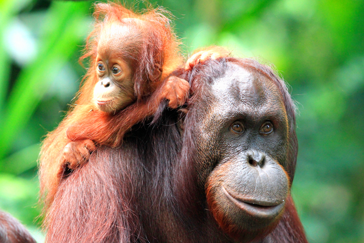 Wild Planet Adventures has been granted special access to lead wildlife eco-tours in the remote Maliau Basin Conservation Area, famously known as "The Lost World of Borneo" where an expedition encountered an unprecedented number of wild orangutans (©Yayasan Sabah)