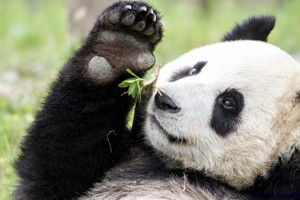 nat-hab-china-panda